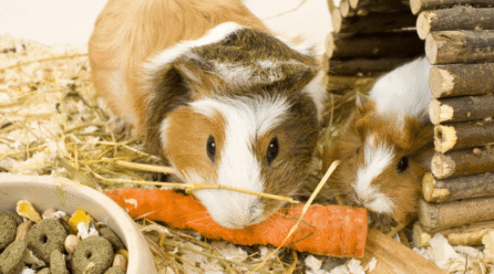 Caring for “Pocket Pets”: Rats, Degus, Guinea Pigs — Hygiene, Habitats & Diet