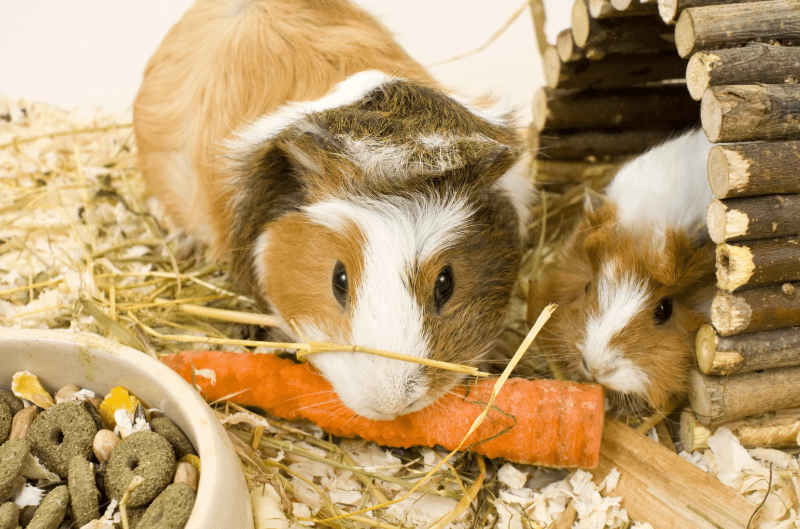 Caring for “Pocket Pets”: Rats, Degus, Guinea Pigs — Hygiene, Habitats & Diet