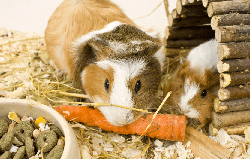 Caring for “Pocket Pets”: Rats, Degus, Guinea Pigs — Hygiene, Habitats & Diet