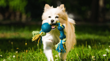DIY Sustainable Pet Toys & Gadgets — Budget-Friendly, Eco-Conscious, Creative Projects