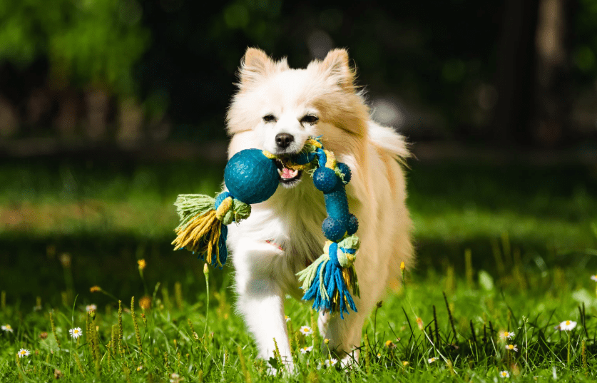 DIY Sustainable Pet Toys & Gadgets — Budget-Friendly, Eco-Conscious, Creative Projects