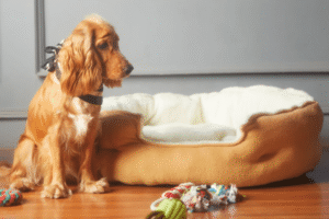 High‑End Pet Products: Luxury Beds, Frozen Yogurt, Oral Care & the Rise of Premium Pet Offerings