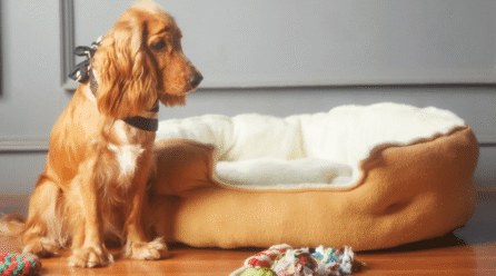 High‑End Pet Products: Luxury Beds, Frozen Yogurt, Oral Care & the Rise of Premium Pet Offerings