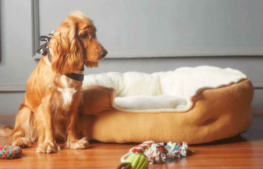 High‑End Pet Products: Luxury Beds, Frozen Yogurt, Oral Care & the Rise of Premium Pet Offerings