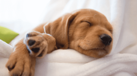 How to Kennel Train Your Puppy at Night: A Step-by-Step Schedule for Puppy’s First Night of Sleep (Pooch)