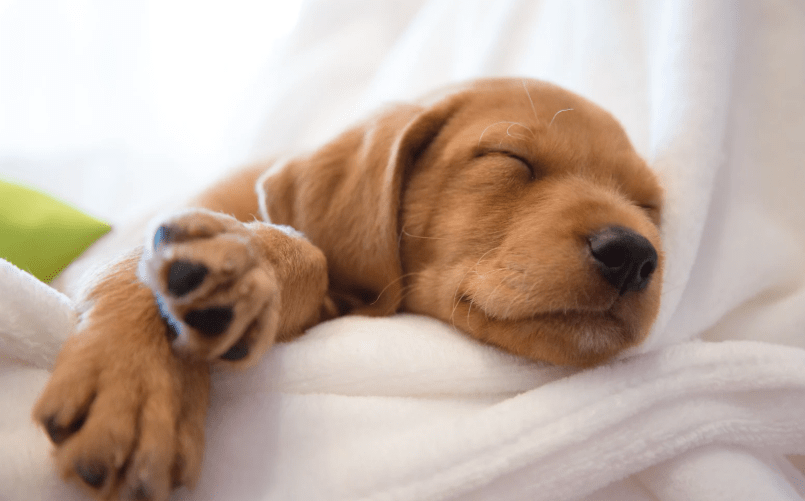 How to Kennel Train Your Puppy at Night: A Step-by-Step Schedule for Puppy’s First Night of Sleep (Pooch)