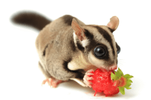 Sugar Gliders, Hedgehogs, Ferrets — Specialized Care + Legal Considerations