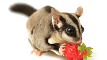 Sugar Gliders, Hedgehogs, Ferrets — Specialized Care + Legal Considerations
