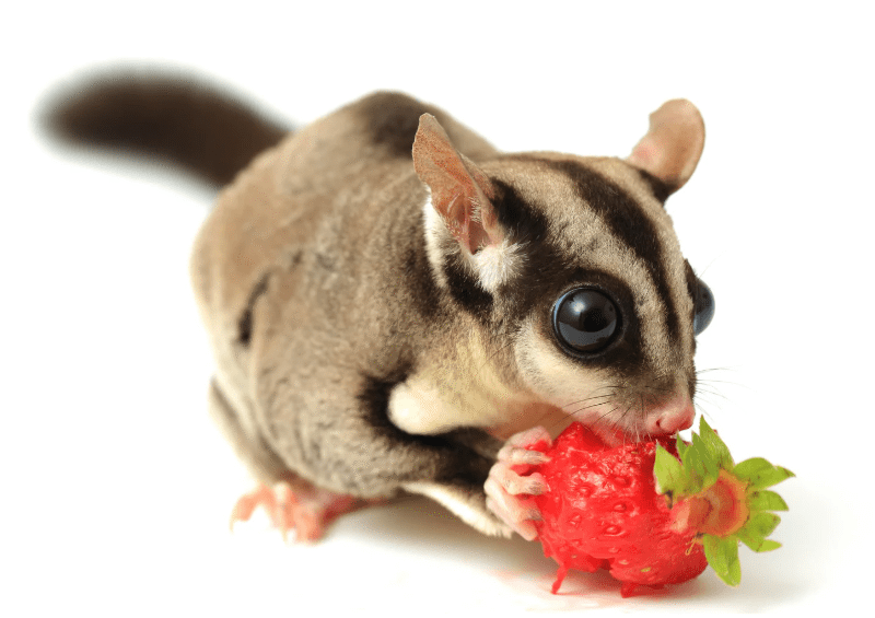 Sugar Gliders, Hedgehogs, Ferrets — Specialized Care + Legal Considerations