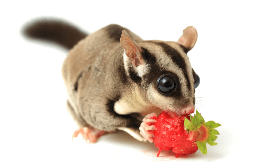 Sugar Gliders, Hedgehogs, Ferrets — Specialized Care + Legal Considerations
