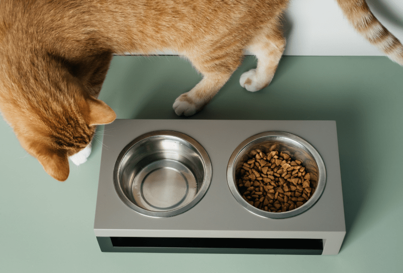 Smart Pet Tech Reviews: Top Picks & Case Studies — Wearables, Feeders, Cameras