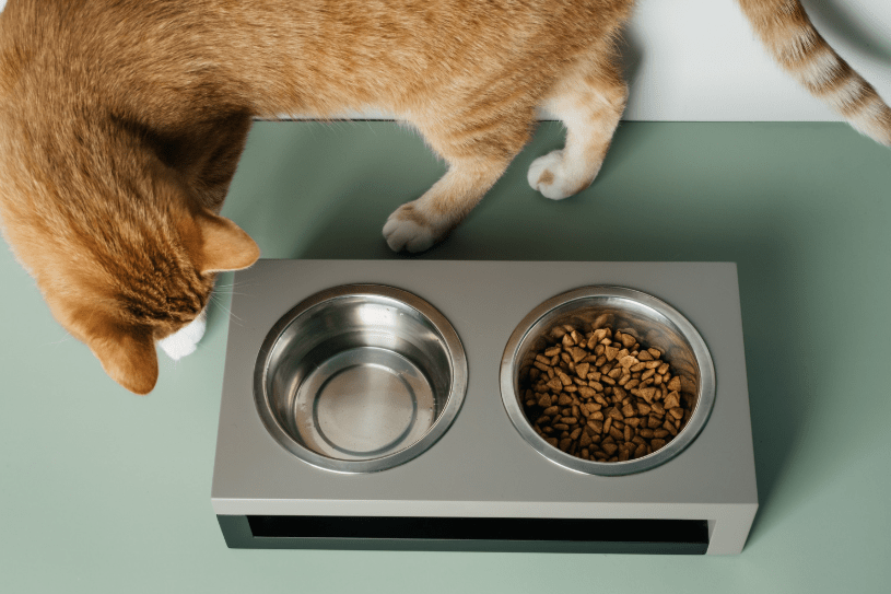 Smart Pet Tech Reviews: Top Picks & Case Studies — Wearables, Feeders, Cameras