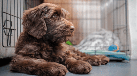 Why Does My Puppy Whine in His Crate?