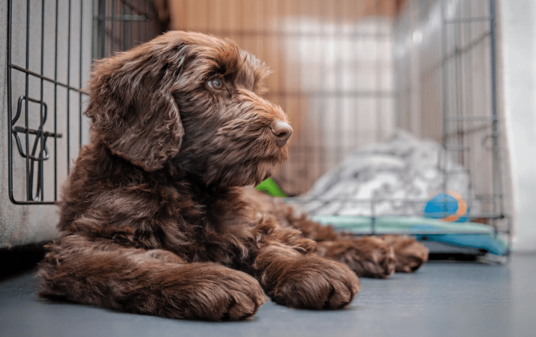 Why Does My Puppy Whine in His Crate?